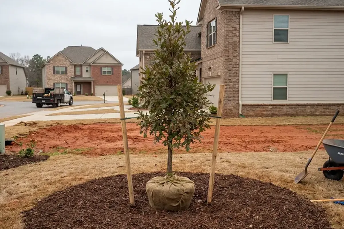 Young tree staked and mulched after planting